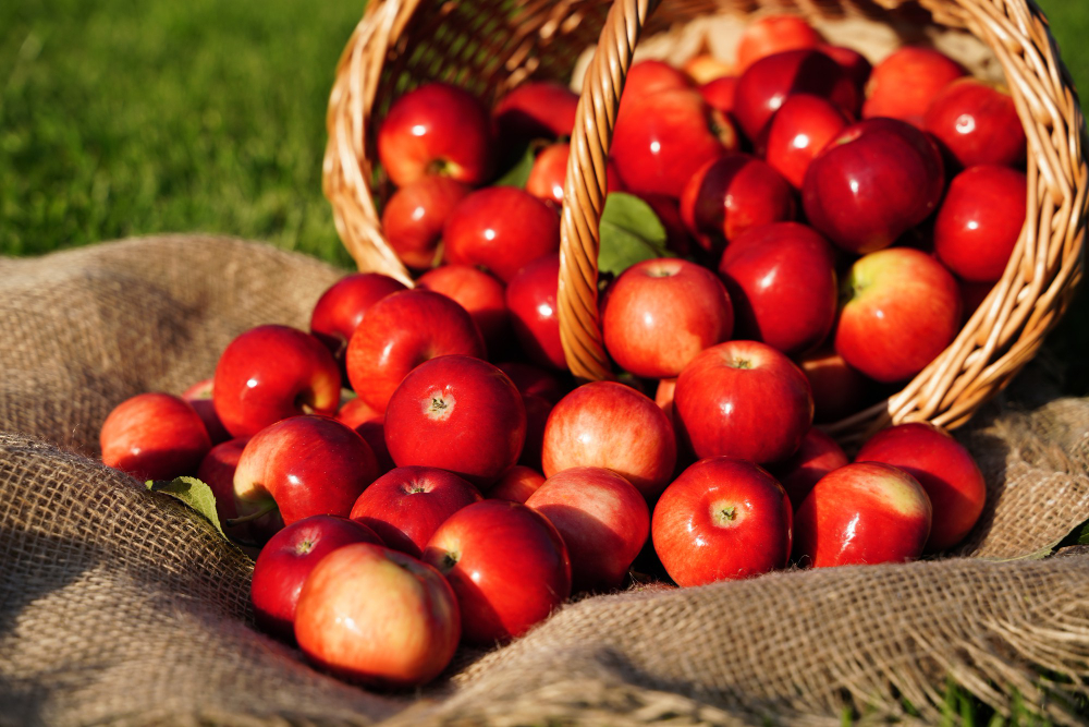 Apples – The King of Autumn!