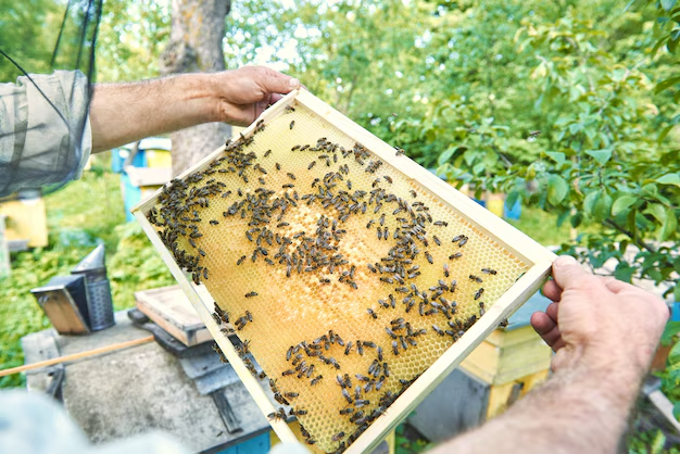 Urban Beekeeping