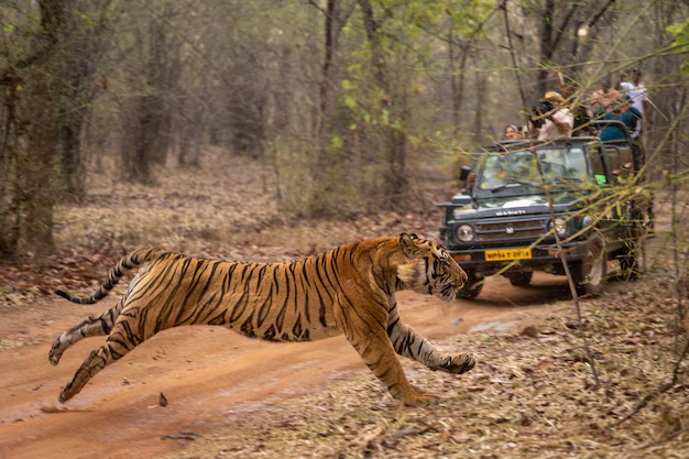 Jungle Safari in Kanha & Bandhavgarh